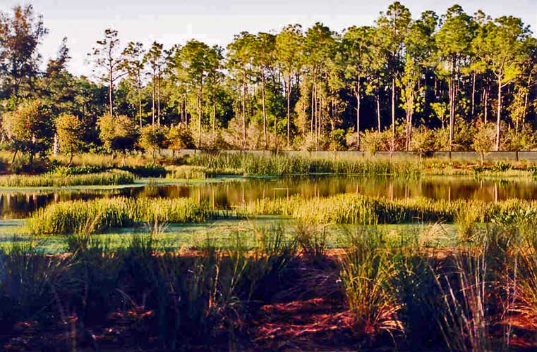 This started out as a flat sand dune. We recreated a bird sancuary and wetland from scratch out along the Estuary golf course - Naples, Florida