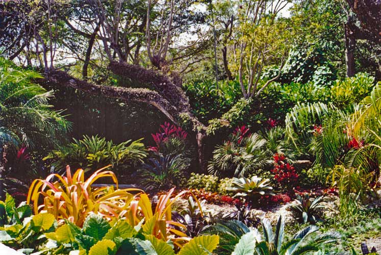 Ruso Residence thick landscape buffer in front yard - Coral Gables, Florida